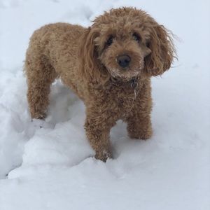 Meet your Posher, Daniel